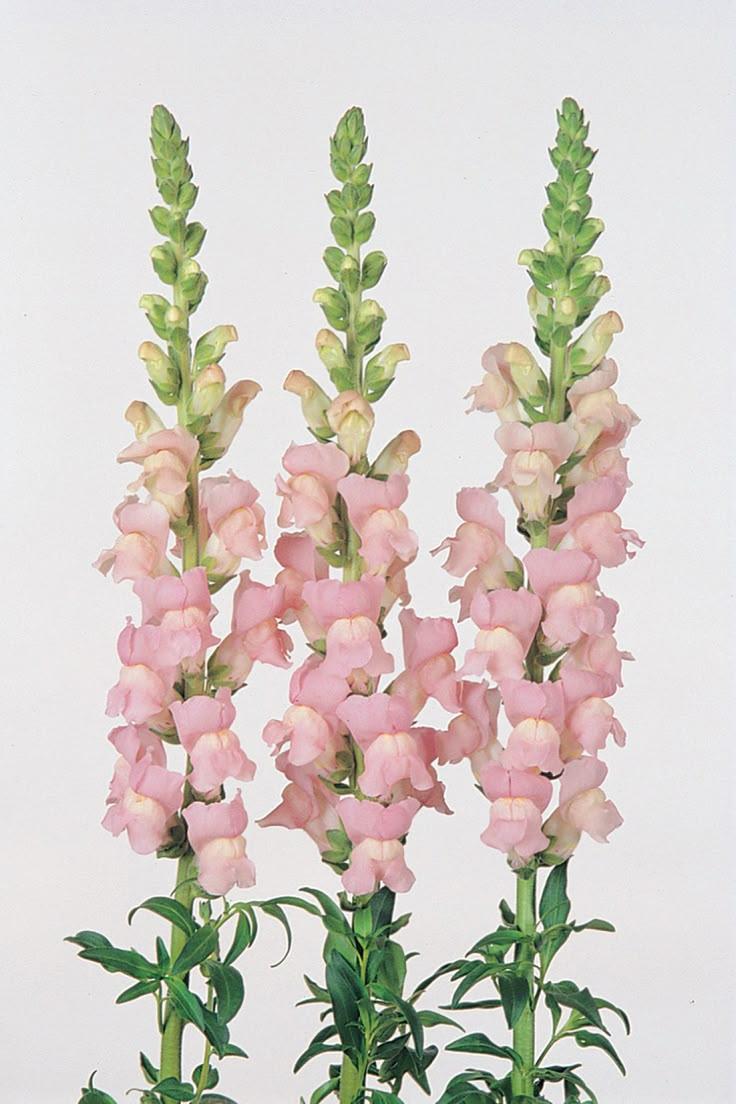 Secret Garden: Whimsical Floral Embrace