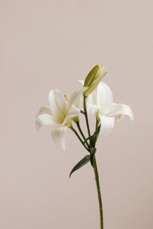 Mystic Cascade: Exotic Aroma Infusion